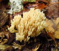 Artomyces pyxidatus image