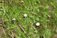 Mycena meliigena image