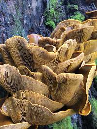 Omphalotus olivascens image