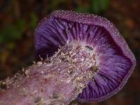 Laccaria amethysteo-occidentalis image