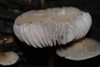 Mycena galericulata image