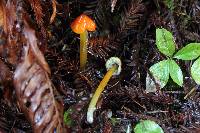 Hygrocybe singeri image