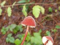 Marasmius plicatulus image