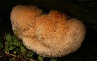 Hericium erinaceus image