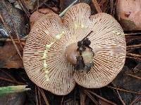 Lactarius xanthogalactus image