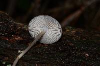 Mycena galericulata image