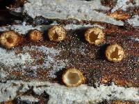 Sphaerobolus stellatus image