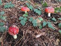 Amanita muscaria image