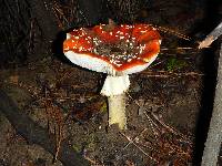 Amanita muscaria image