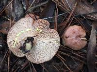 Lactarius xanthogalactus image