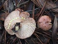 Lactarius xanthogalactus image