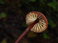 Marasmius plicatulus image