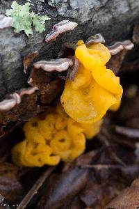 Tremella aurantia image