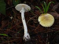 Amanita phalloides image