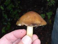 Suillus pungens image