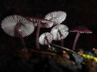 Mycena purpureofusca image