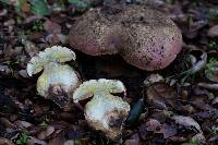 Boletus eastwoodiae image