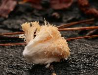 Hericium erinaceus image