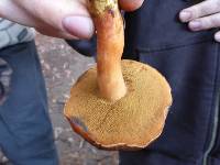 Chalciporus piperatus image