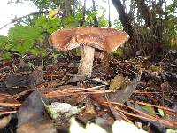 Armillaria sinapina image