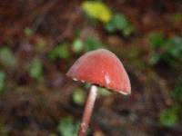 Marasmius plicatulus image