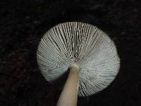 Amanita pachycolea image