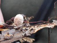 Marasmius quercophilus image