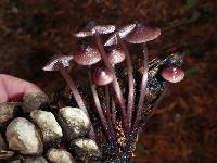 Mycena purpureofusca image