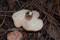 Lactarius xanthogalactus image