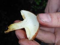 Suillus pungens image