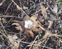 Geastrum saccatum image