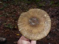 Amanita pachycolea image