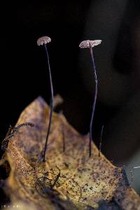 Marasmius quercophilus image