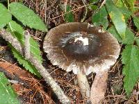 Amanita pachycolea image