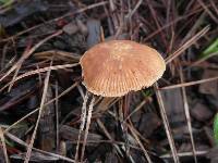 Tubaria furfuracea image