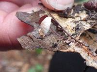 Marasmius quercophilus image