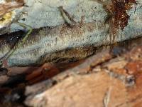 Image of Trametes albida