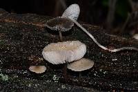 Mycena galericulata image