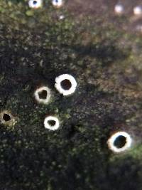 Stictis radiata image