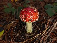 Amanita muscaria image