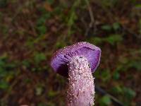 Laccaria amethysteo-occidentalis image