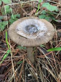 Amanita pachycolea image