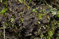 Peltigera collina image