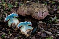 Boletus eastwoodiae image