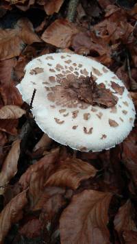 Macrolepiota procera var. procera image