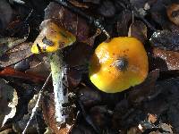 Hygrocybe singeri image