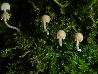 Mycena meliigena image