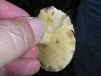 Suillus pungens image