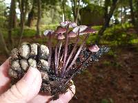 Mycena purpureofusca image