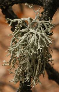 Evernia prunastri image